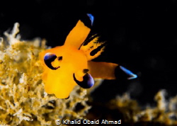 More clear more sharp by Khalid Obaid Ahmad 